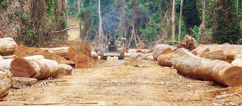 Il 90 per cento del legno tropicale potrebbe essere di origine illegale Ladri di legname in una zona deforestata