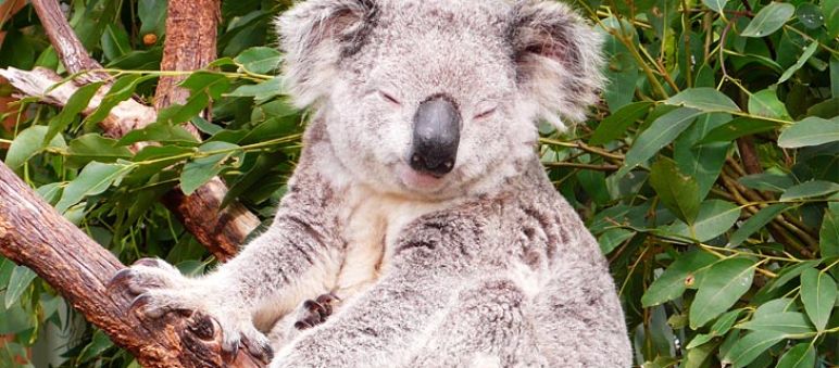 Koala (Foto: Christopher Lance/flickr (CC BY-NC-ND 2.0) Un koala