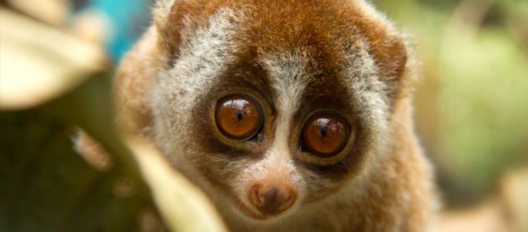 Loris lento, un piccolo primate di colore chiaro con grandi occhi dolci