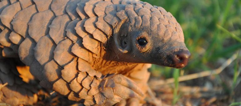 Il pangolino è altamente minacciato di estinzione Un cucciolo di pangolino