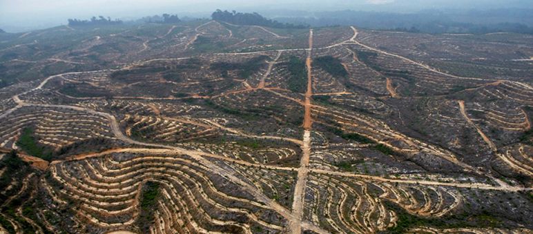 Piantagioni di palma da olio in Indonesia. Foto: WALHI West Kalimantan-Indonesia-Danau Sentarum Ia devastazione di una piantagione di palma da olio in Indonesia. Foto: Wahli West Kalimatan - Indonesia