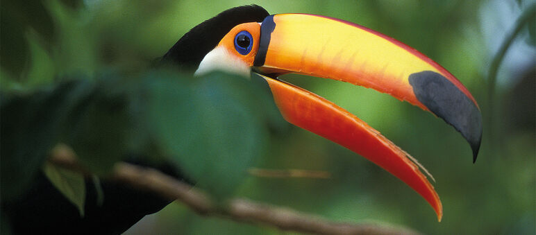 Un tucano