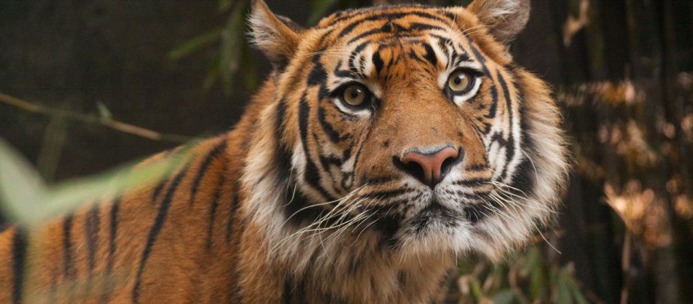 È ancora possibile salvare la tigre di Sumatra Leuser Tigre di Sumatra