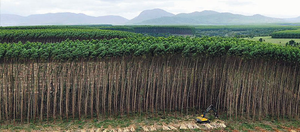 Piantagione di alberi