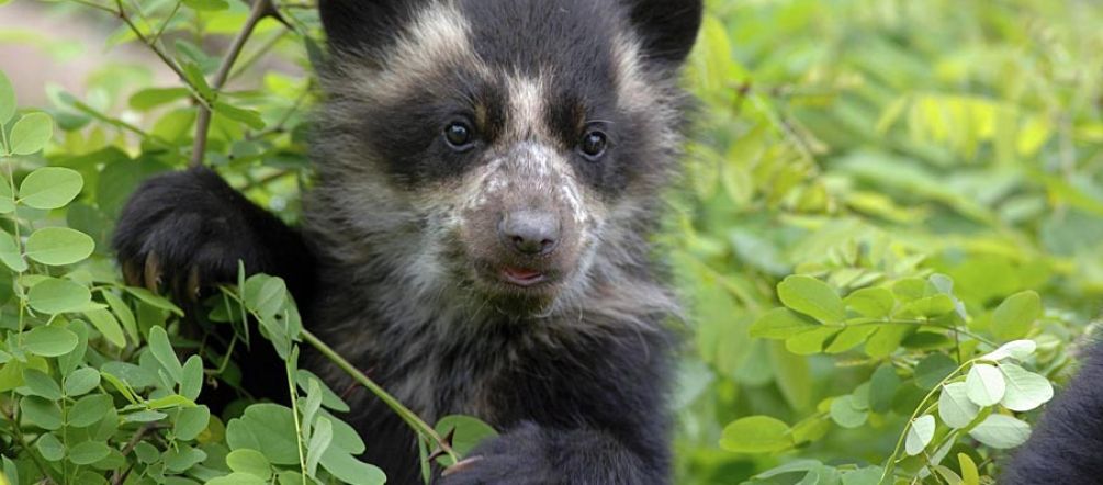 L'orso con gli occhiali è in pericolo di estinzione L'orso con gli occhiali delle foreste di Intag in pericolo di estinzione