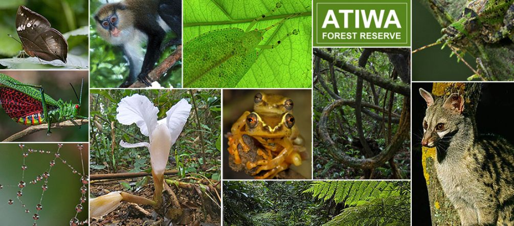 Primati rari, farfalle uniche, insetti, anfibi, uccelli – la biodiversità di Atiwa è in pericolo