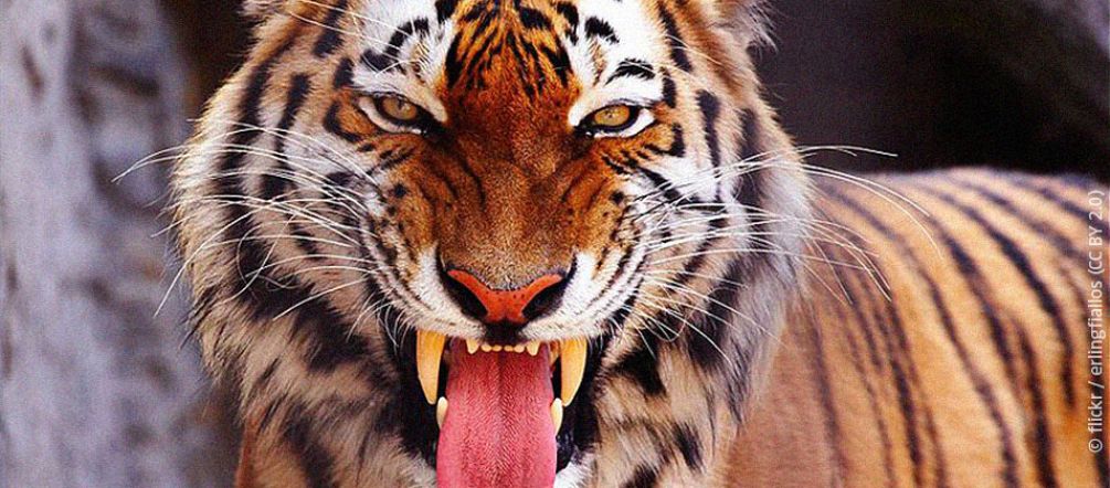 Una tigre del Bengala mostra la sua dentatura