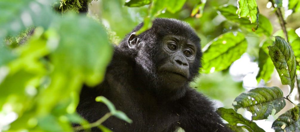 I gorilla di montagna dell’Africa sopravvivono nelle foreste protette. Gorilla
