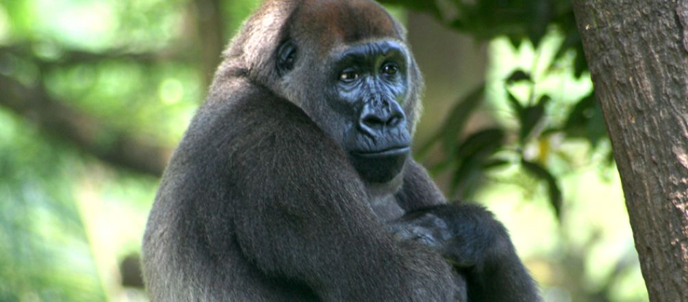 Un gorilla nella foresta di Cross River