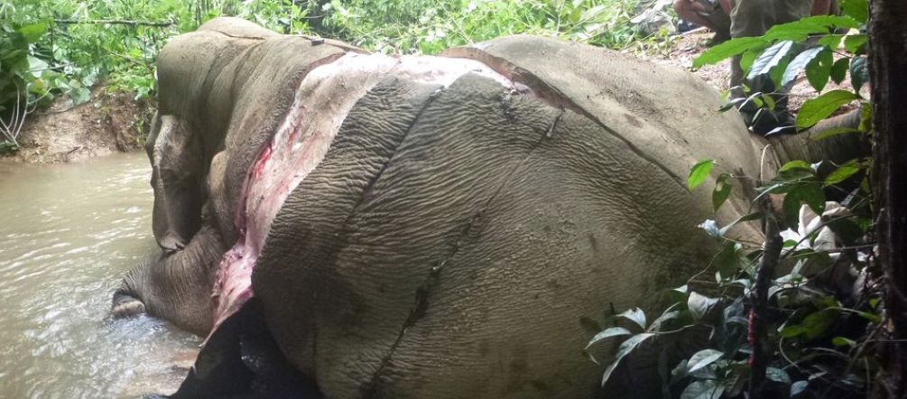Strappano la pelle degli elefanti: fermate questa strage! Elefante vittima dei bracconieri a cui hanno strappato la pelle