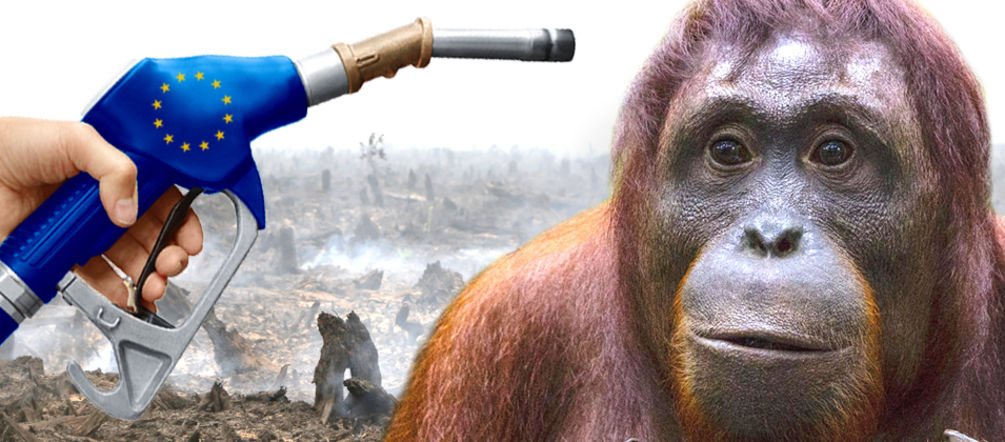 Il Parlamento Europeo sta discutendo l’impiego dell’olio di palma per i veicoli La politica UE dei biocombustibili distrugge le foreste tropicali e la biodiversità