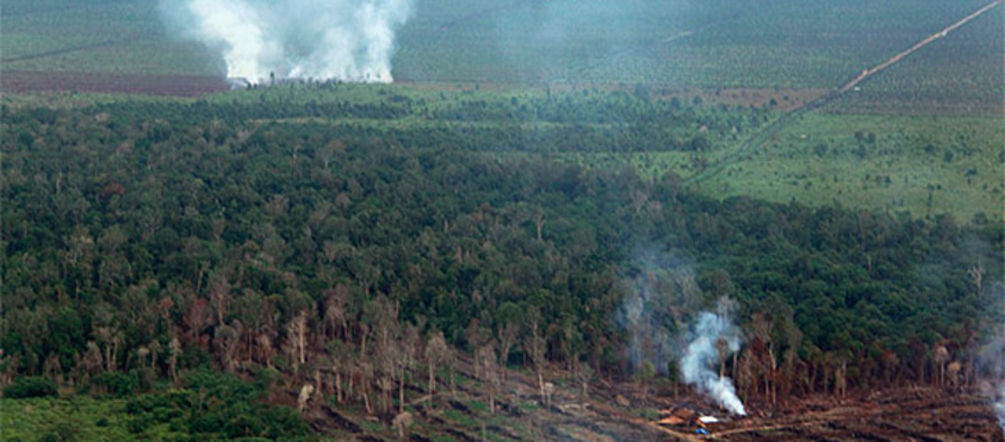 Oltre 100 incendia a Tripa sono dolosi Un incendio doloso nella foresta