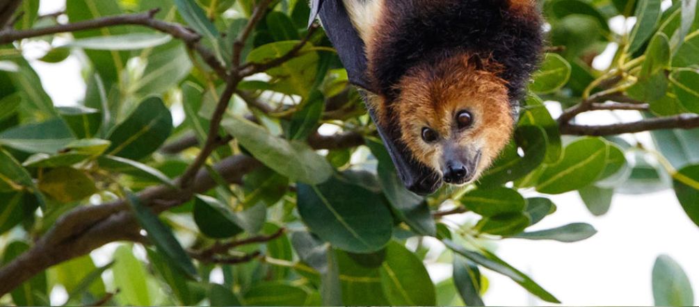 Un pipistrello della frutta Pipistrello della frutta o volpe volante (Pteropus niger)