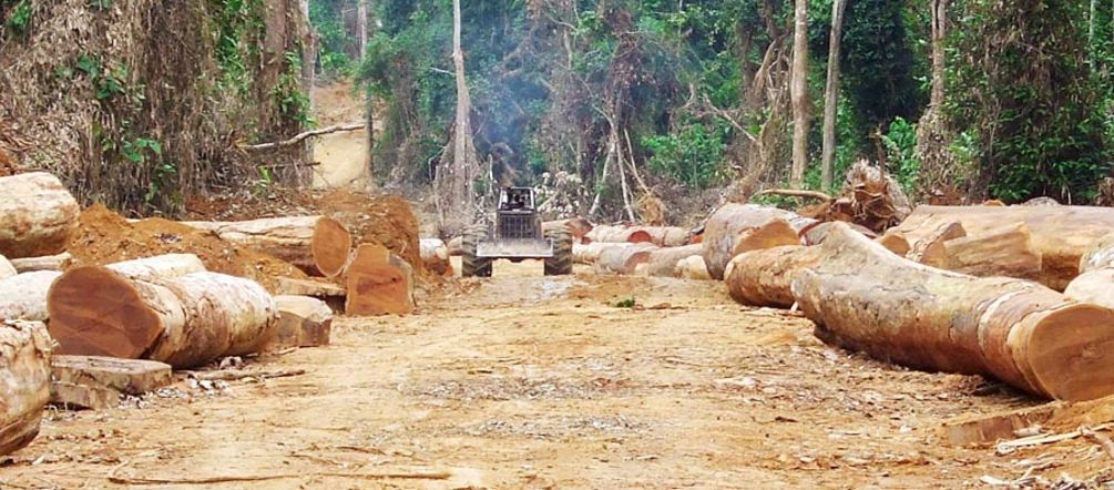 Ladri di legname in una zona deforestata