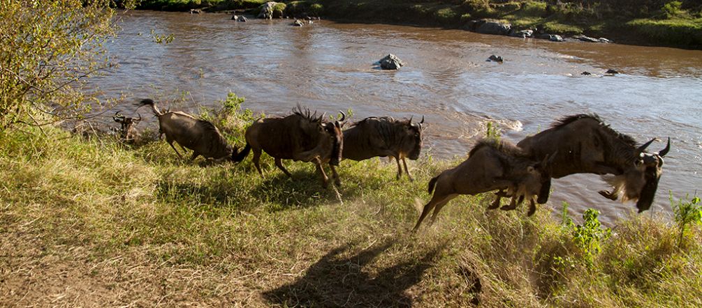 L'unione fa la forza: una mandria di gnu in migrazione lungo il fiume Mara Una mandria di gnu