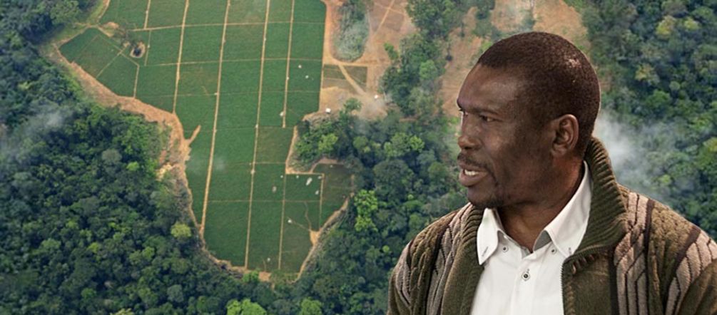 Deforestazione per implementare palma da olio in Camerun