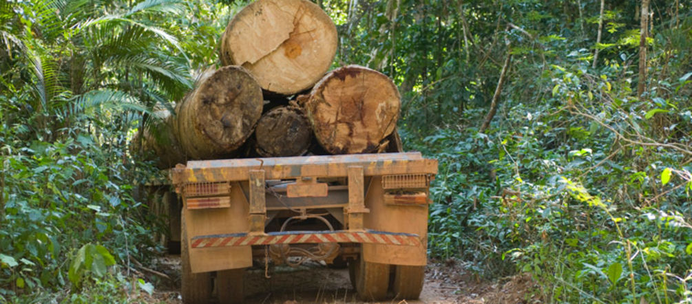 Foto: istockphoto.com Camion carico di legname