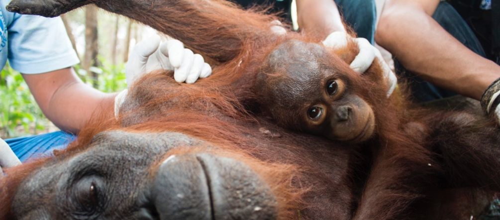 Una mamma orango e il suo cucciolo ricevono le cure veterinarie