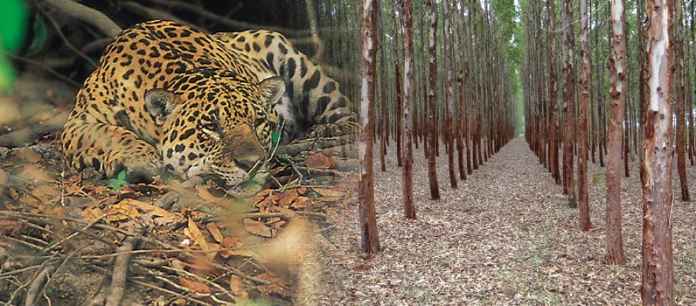 Non lasciano spazio né alla popolazione né agli animali: le piantagioni di legname sono deserti verdi (Foto: A. Hofer / I. Gonçalves de Souza) Piantagioni di eucalipto in Brasile