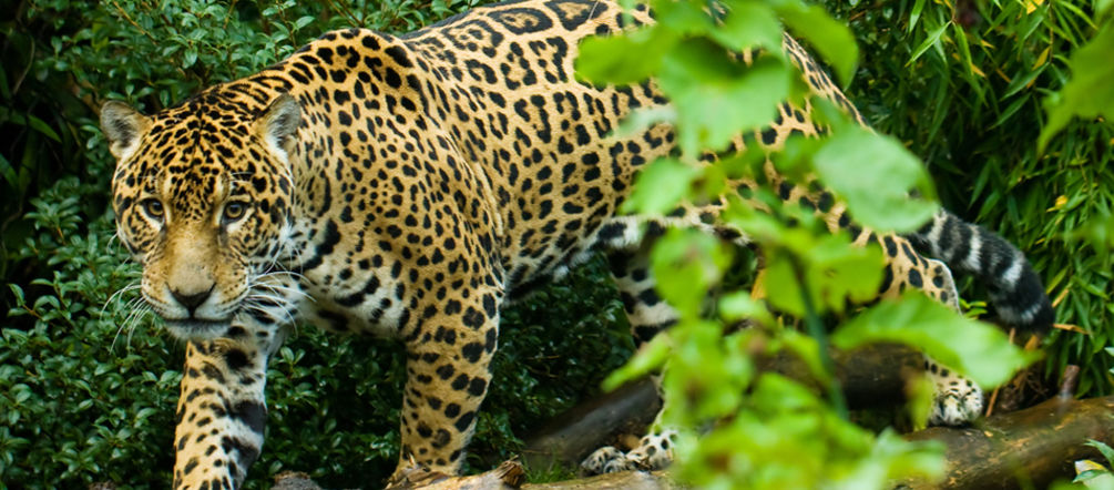 Il giaguaro è il simbolo de Los Chimalapas, regione del Messico che ospita il maggior numero di esemplari (Foto: Mat Hayward) Un giaguaro nella foresta de Los Chimalaps