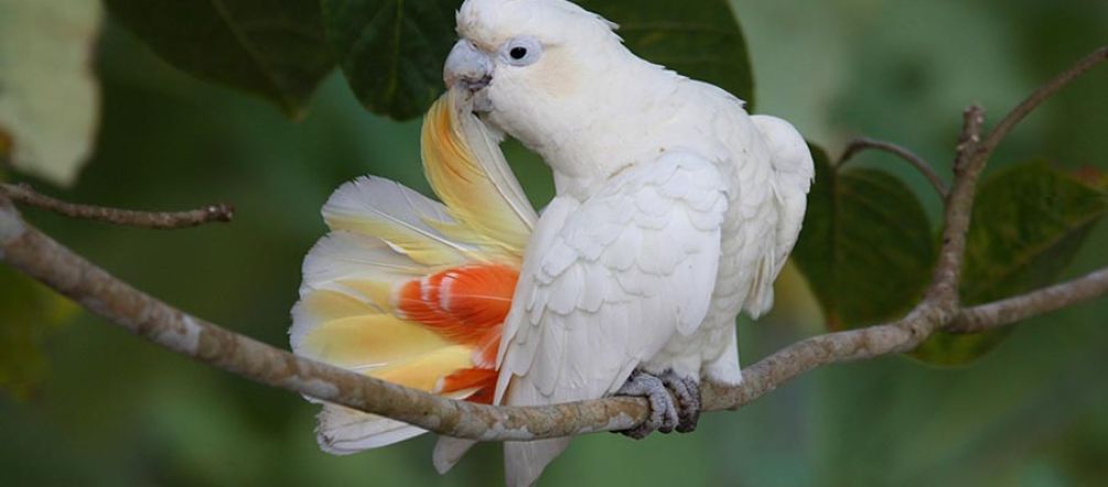 Il Cacatua delle Filippine Un Cacatua delle Filippine si pulisce la coda nella foresta