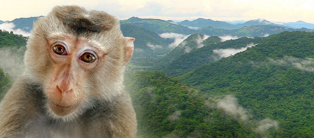 Foto: La Thailandia mette in pericolo gli animali in un sito naturale, Patrimonio mondiale (photomontage: Flickr/whitecat sg - CC BY-NC 2.0 - et Amax1 - domaine public) Un animale in estinzione nel parco Dong Phayayen-Khao Yai in Tailandia