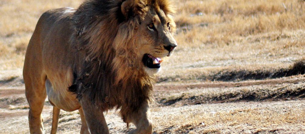 Turisti - cacciatori uccidono i leoni: la testa e la pelliccia sono il loro macabro trofeo Un leone nella savana africana