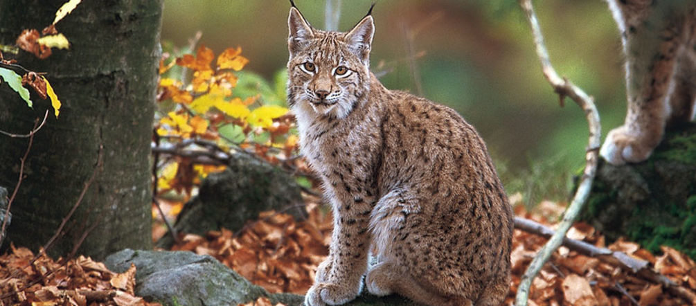 Lince balcanica nella foresta