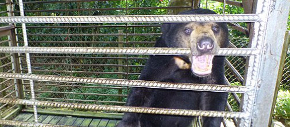 Un orso malese in gabbia nello stato di Sabah in Malesia