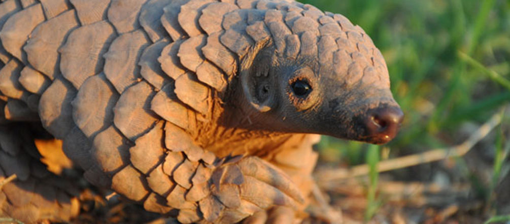 Il pangolino è altamente minacciato di estinzione Un cucciolo di pangolino