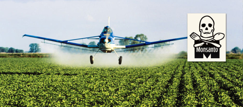 Una piantagione di soia viene cosparsa per via aerea di pesticidi Airplane spraying pesticides over a soy plantation