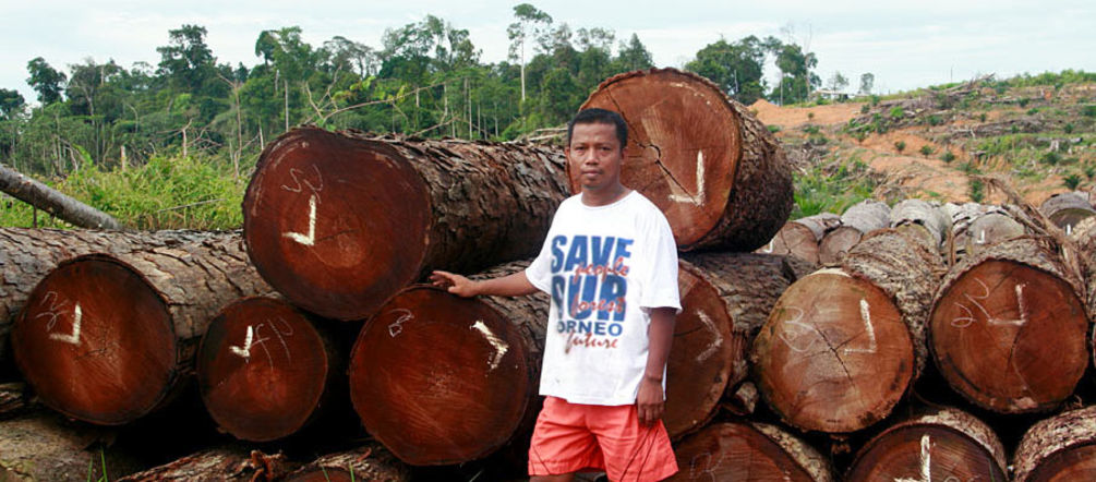 Queste foreste sono state tagliate illegalmente e al loro posto ci sono piantagioni di palma Tronchi ammassati per lasciare spazio alle piantagioni di palma da olio nel Borneo
