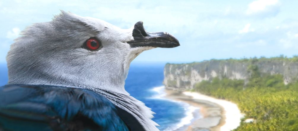 Un piccione imperiale della Polinesia (Ducula aurorae), nello sfondo la foresta incontaminata, situata sulle scogliere dell'isola di Makatea nella Polinesia Francese