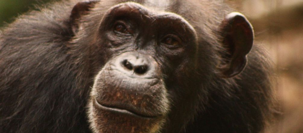 L'habitat degli scimpanzé si riduce ad un ritmo spaventoso Lo scimpanzé (Pan troglodytes versus) è una specie in pericolo di estinzione