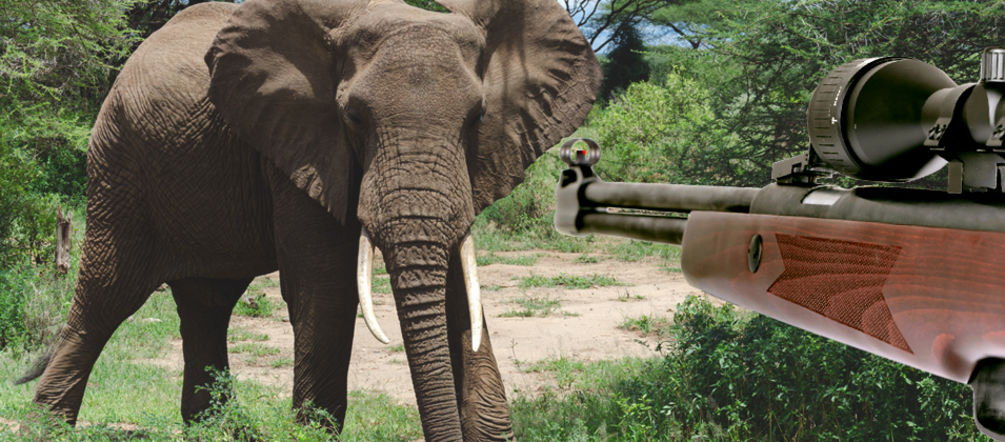Un elefante nel Serengeti Elefante, caccia illegale