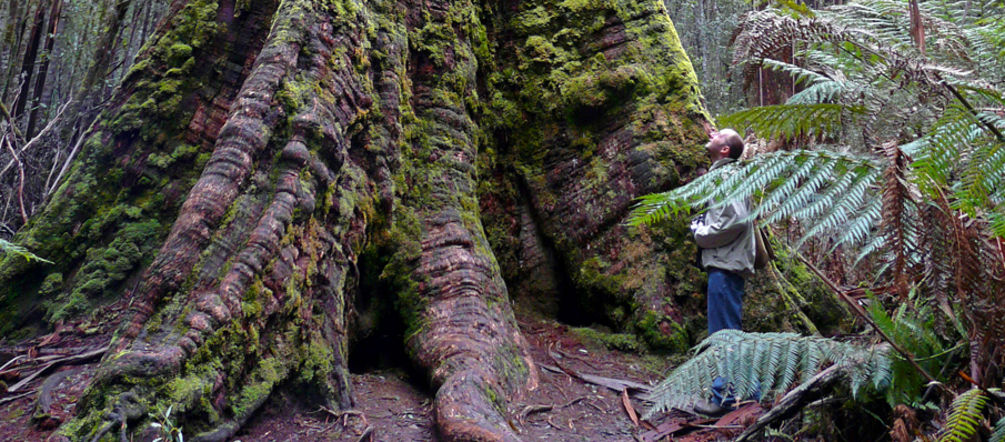 Lo status di protezione di alcuni degli alberi più alti è in pericolo (photo: bishib70/Flickr) In Tasmania, i millenari alberi giganti sono in pericolo di estinzione.
