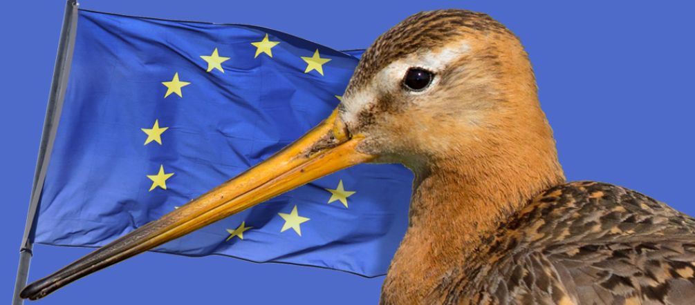 Il numero delle pavoncelle si riduce drasticamente Umcello con la bandiera della UE sullo sfondo