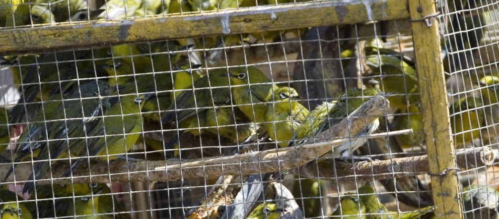 I bracconieri contribuiscono alla sparizione di molte specie di uccelli e animali Numerosi uccelli stipati nelle gabbie al mercato
