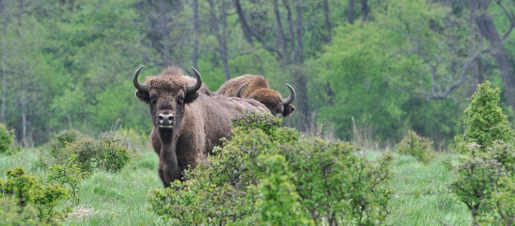 Il bisonte europeo nella foresta di Bialowieza in Polonia