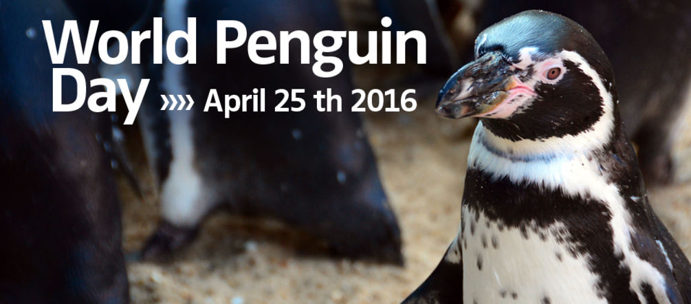 Pinguino Humboldt e Giornata Mondiale del Pinguino 2016