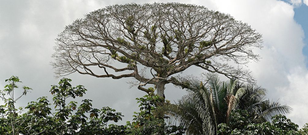 Difendiamo lo Yasunì Yasunì, Ecuador