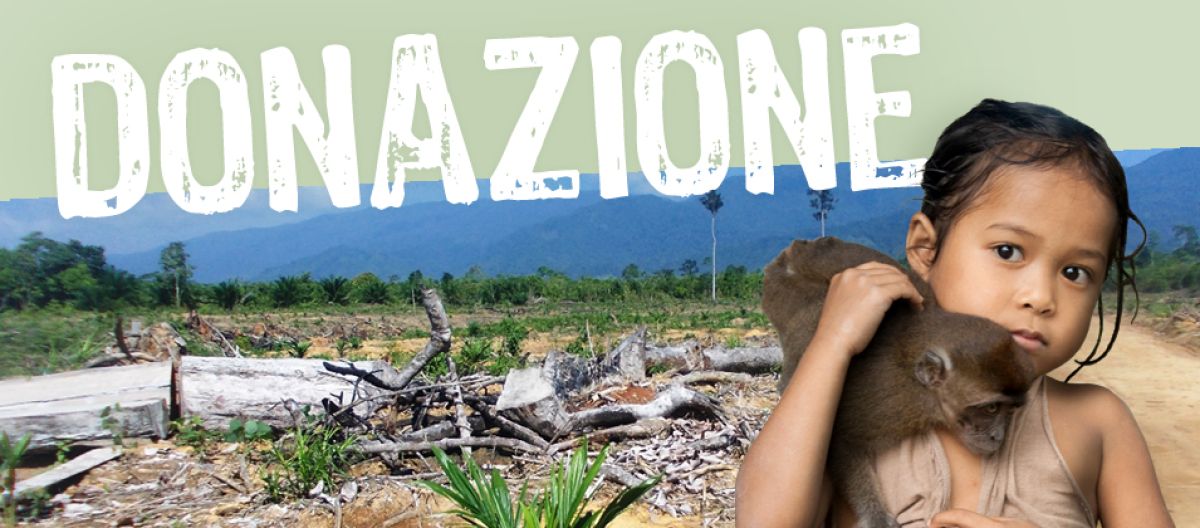 Possiamo ancora fermare l'invasione della palma da olio Aiutiamo a fermare l'invasione della palma da olio a Palawan