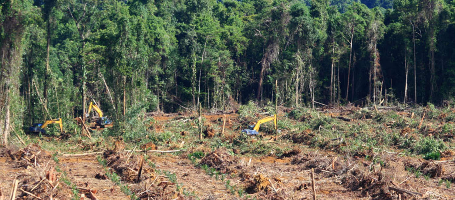 Pale meccaniche distruggono la foresta