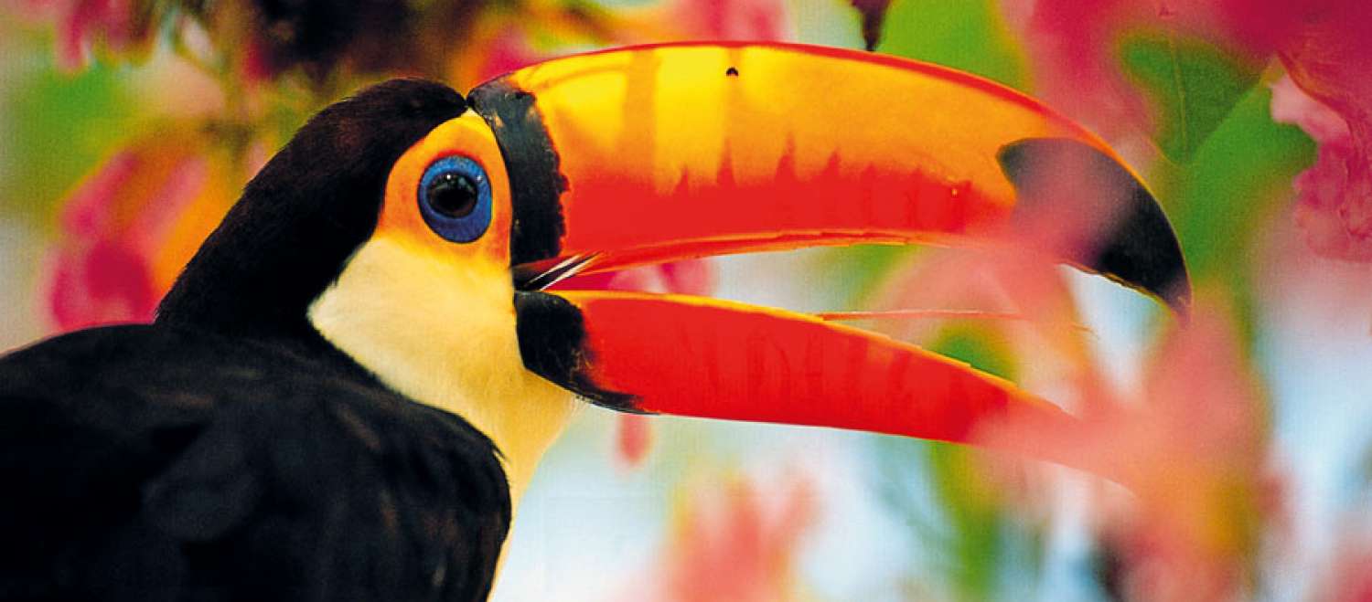 Tucano