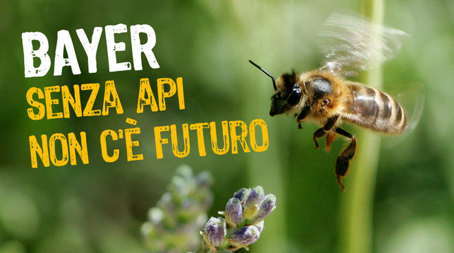 Senza api non c'è futuro Un'ape in volo
