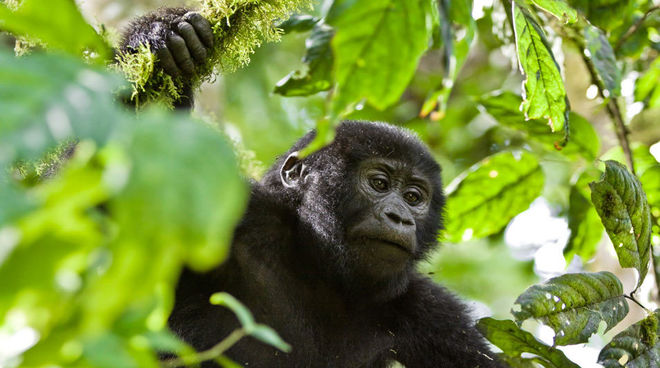 I gorilla di montagna dell’Africa sopravvivono nelle foreste protette. Gorilla