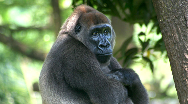 I gorilla della foresta di Cross River rischiano l'estinzione (© Julielangford - CC BY-SA 3.0) Un gorilla nella foresta di Cross River