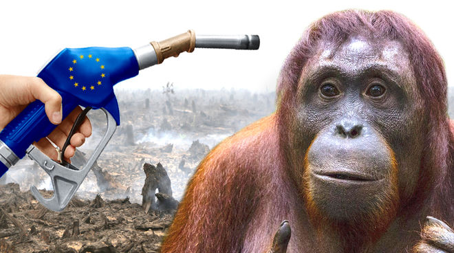 Il Parlamento Europeo sta discutendo l’uso dell’olio di plama per i veicoli La politica UE dei biocombustibili distrugge le foreste tropicali e la biodiversità