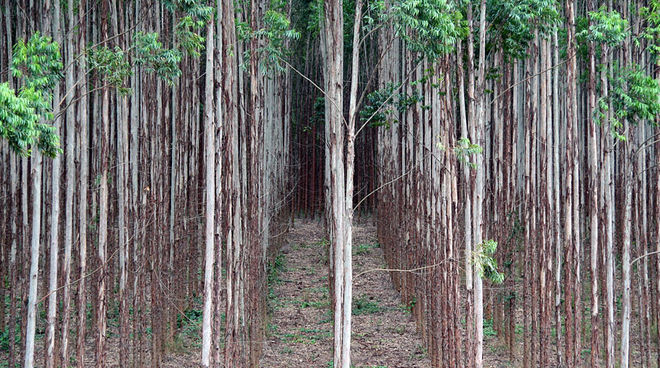 Le piantagioni industriali sono una minaccia per la natura e le persone (Foto: Salva la Selva-KS) Monocoltura di eucalipto