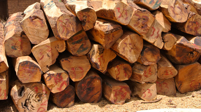 I legni pregiati sono tagliati illegalmente in Africa I legni pregiati sono tagliati illegalmente in Africa